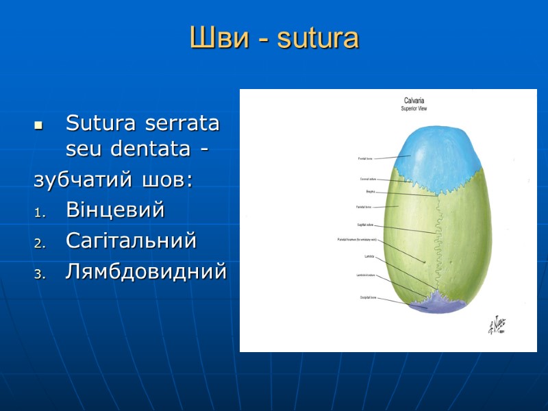 Шви - sutura Sutura serrata seu dentata - зубчатий шов: Вінцевий Сагітальний Лямбдовидний